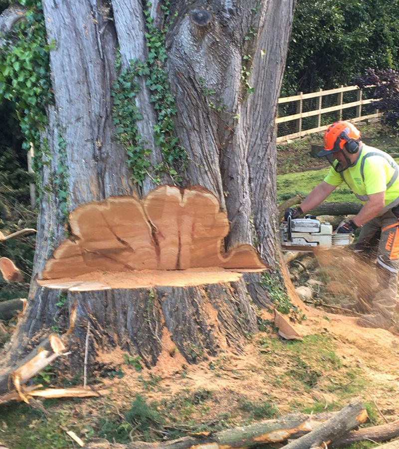 Abattage d'arbres à Enghien-les-Bains dans le Val d'Oise 95 et en île de France