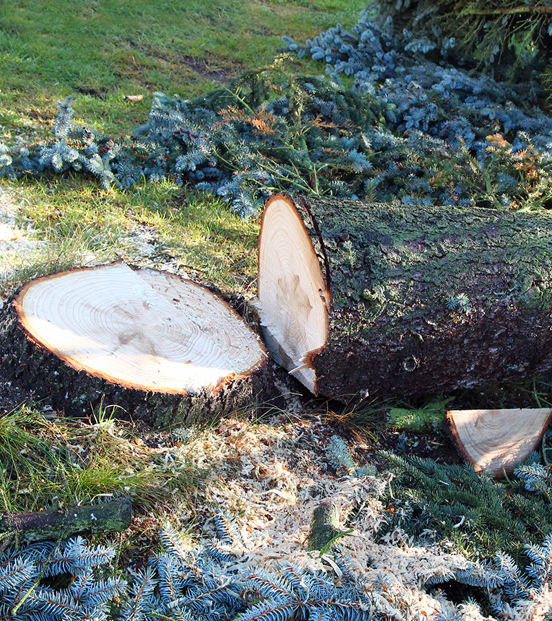 Abattage d'arbres en toute securité à Enghien-les-Bains dans le Val d'Oise 95 contactez Renard Elagage