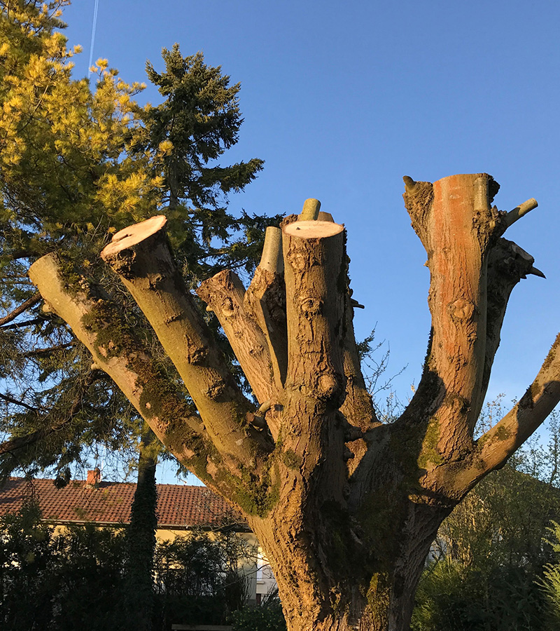 Pour l'elagage de vos arbres à Enghien-les-Bains dans le Val d'Oise 95 contactez Renard Elagage