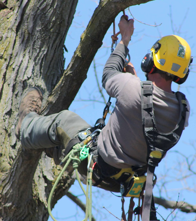 Pour l'elagage de vos arbres à Montmorency dans le Val d'Oise 95 contactez Renard Elagage