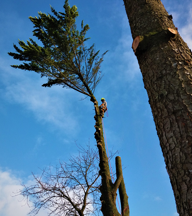 Pour l'elagage et l'abattage de vos arbres à Enghien-les-Bains dans le Val d'Oise 95 contactez Renard Elagage