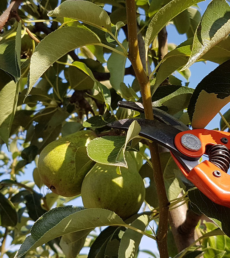 Taille d'arbres fruitiers à Enghien-les-Bains dans le Val d'Oise 95 et en île de France