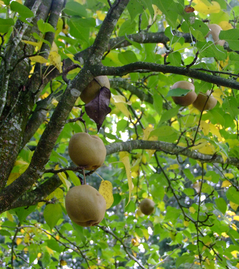 Entretien d'arbres fruitiers à Enghien-les-Bains dans le Val d'Oise 95 contactez Renard Elagage