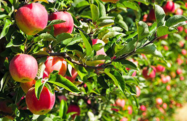 Taille d’arbres Fruitiers à Enghien-les-Bains (95880) - Renard Elagage dans le Val d'Oise